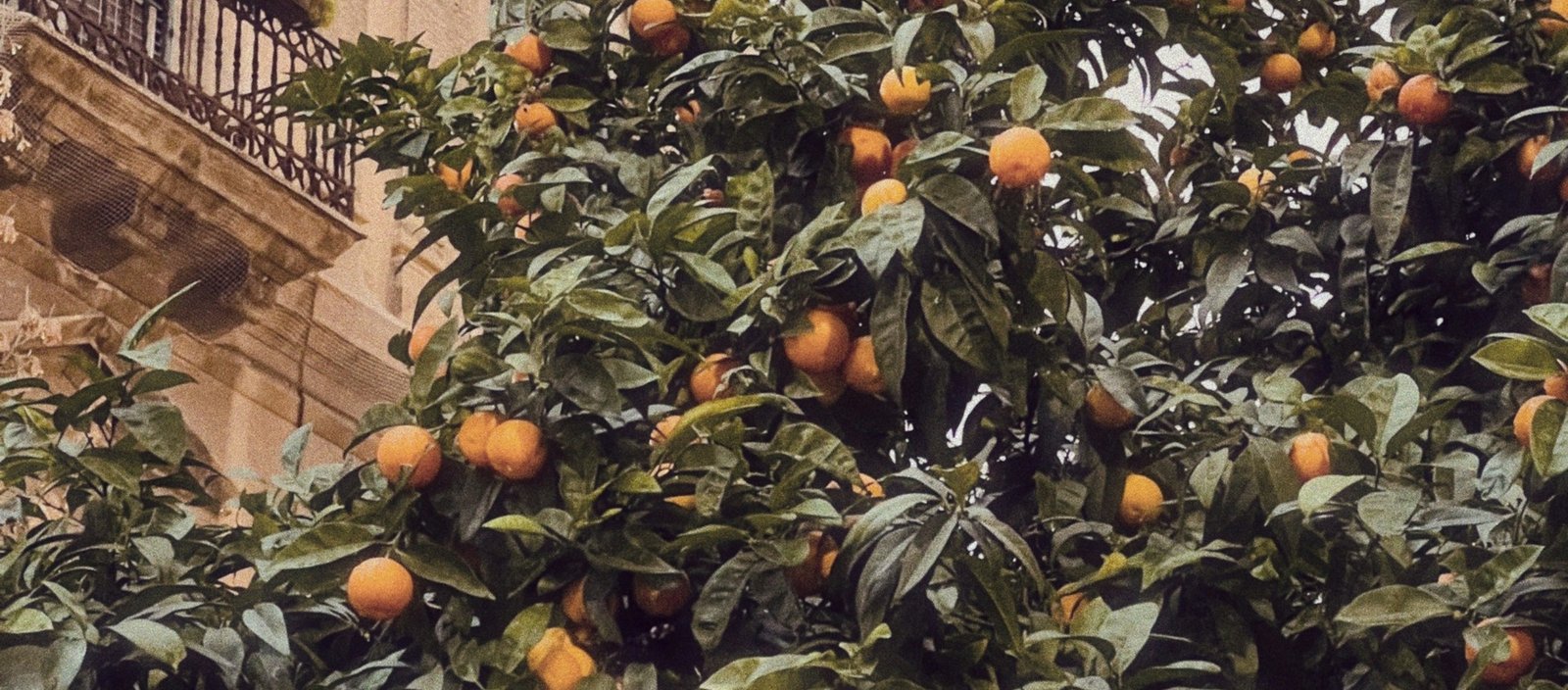 Sicilian citrus on the tree, CIS Sicily Media
