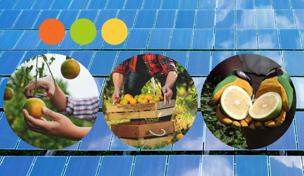 Sustainable citrus farming and solar energy at CIS Sicily